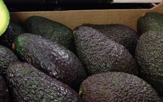 Avocado10_200x300