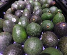 Avocado15 Avocado15