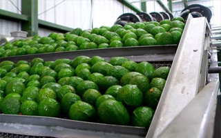 Avocado2_200x300