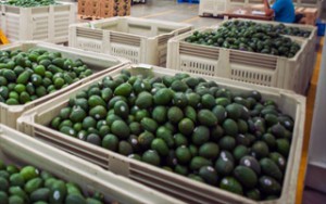 Avocado5_200x300 Avocado5_200x300