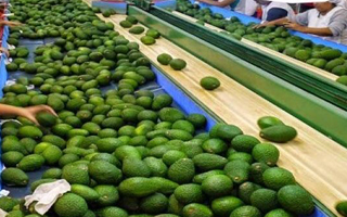 Avocado6_200x300