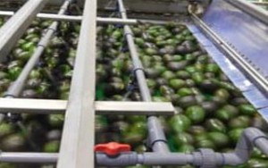 Avocado8_200x300 Avocado8_200x300