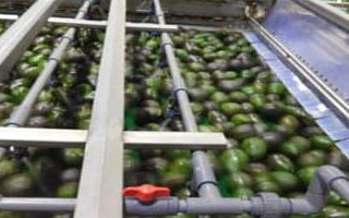 Avocado8_200x300