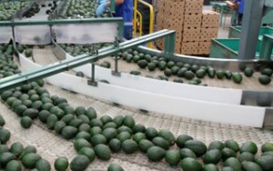 Avocado9_200x300 Avocado9_200x300